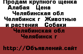 Продам крупного щенка Алабая › Цена ­ 8 000 - Челябинская обл., Челябинск г. Животные и растения » Собаки   . Челябинская обл.,Челябинск г.